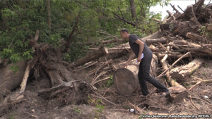 Лісосмуги з перешкодами. Чому захисні лісонасадження в Україні лишаються без догляду та без господаря?