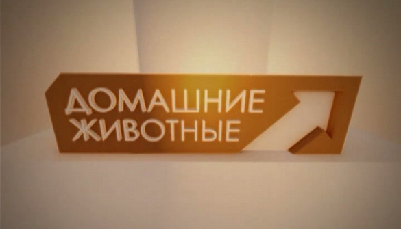 НТГ просить вибачення за георгіївську стрічку в ефірі трансльованих російських програм