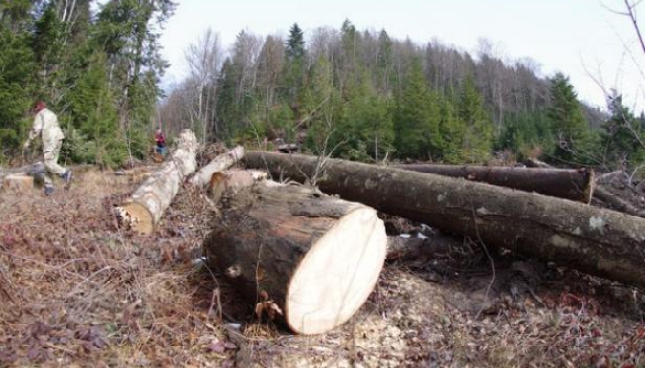 Український ліс: злочин без кари