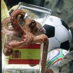 Кто рассмешил всех осьминогов мира?