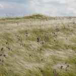 Екологи: Як зберегти степи Луганщини