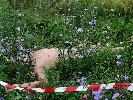 За чертой: Как снимать смерть