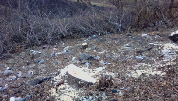 Вирубка лісів починається із «дозволеної Законом» Вирубка лісів починається із «дозволеної Законом»