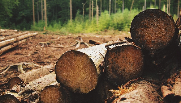 Хто збирає вершки лісової галузі?