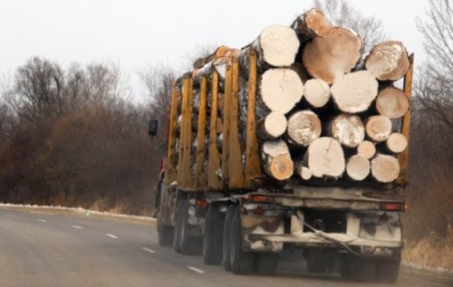 Все про вирубку лісу