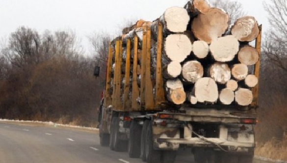 Все про вирубку лісу