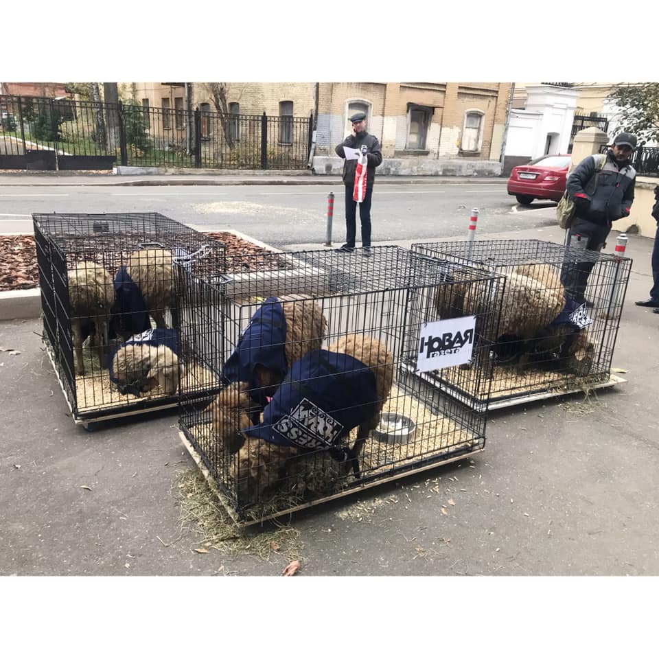 У Москві до редакції «Новой газеты» невідомі принесли клітки з вівцями