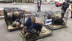 У Москві до редакції «Новой газеты» невідомі принесли клітки з вівцями