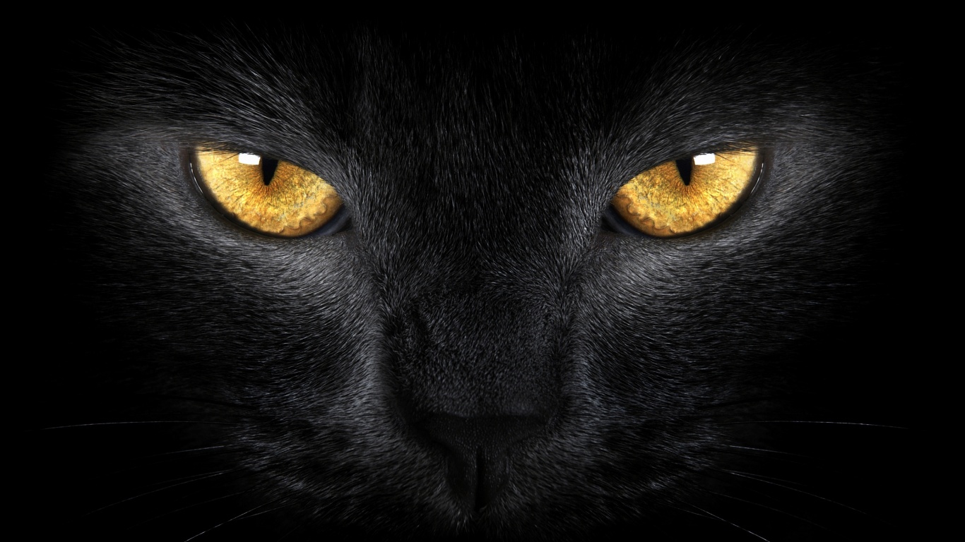 «Чорні коти» воєнного стану, яких ми вигадуємо самі