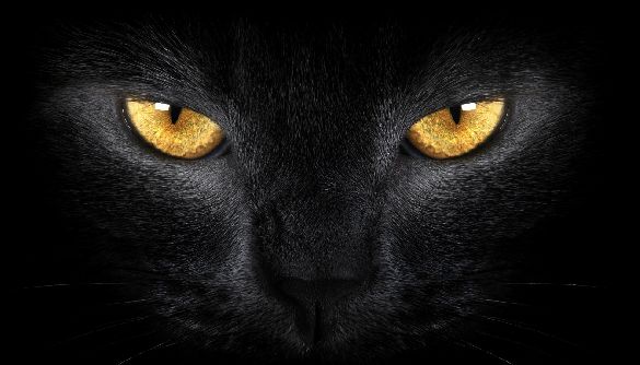 «Чорні коти» воєнного стану, яких ми вигадуємо самі