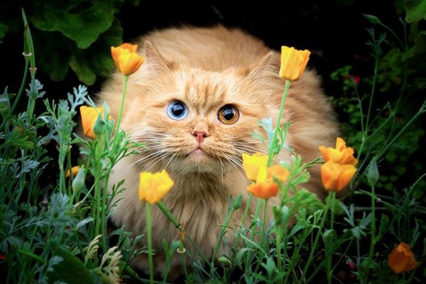 Кот с цветком в зубах - картинки и фото security58.ru