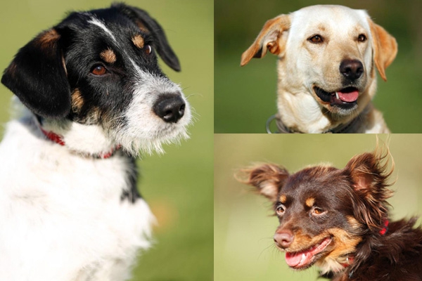 «Семейный пёс»: Нюте, Тёме, Мухе и Розе очень нужна ваша помощь! (ФОТО)