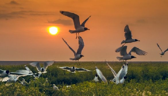 &laquo;Заповідник Асканія&raquo;: забутий рай на межі України