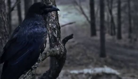 Держкіно показало перший тізер історичної драми «Чорний ворон»