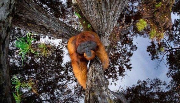 Міжнародний конкурс Nature TTL Photographer of the Year назвав переможців 2021 року