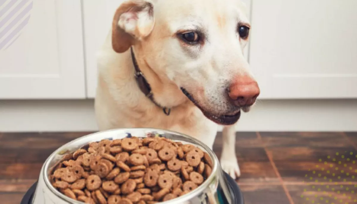 Як вибрати корм для собак: поради фахівців MasterZoo