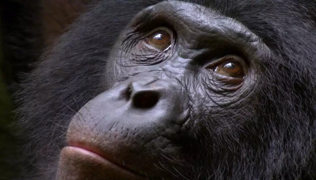Канал «Мега» покаже два документальних проєкти BBC — «Таємне життя тварин» і «Планета мавп»