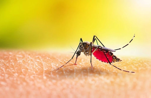 Як позбутися комарів: дієві засоби та ефективні способи боротьби
