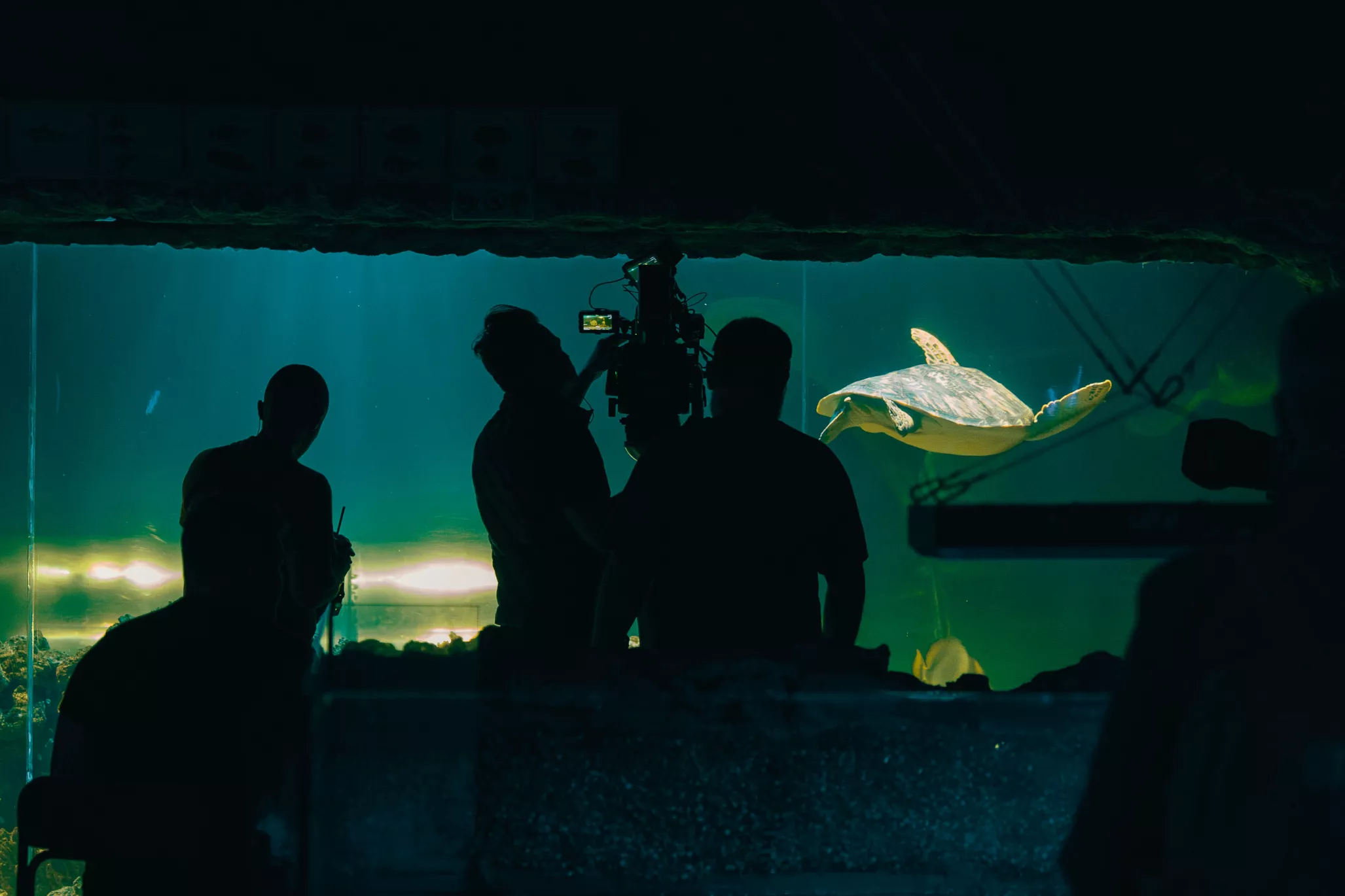 В Києві завершили зйомки ще одної новели кіноальманаху «Війна очима тварин» — про риб