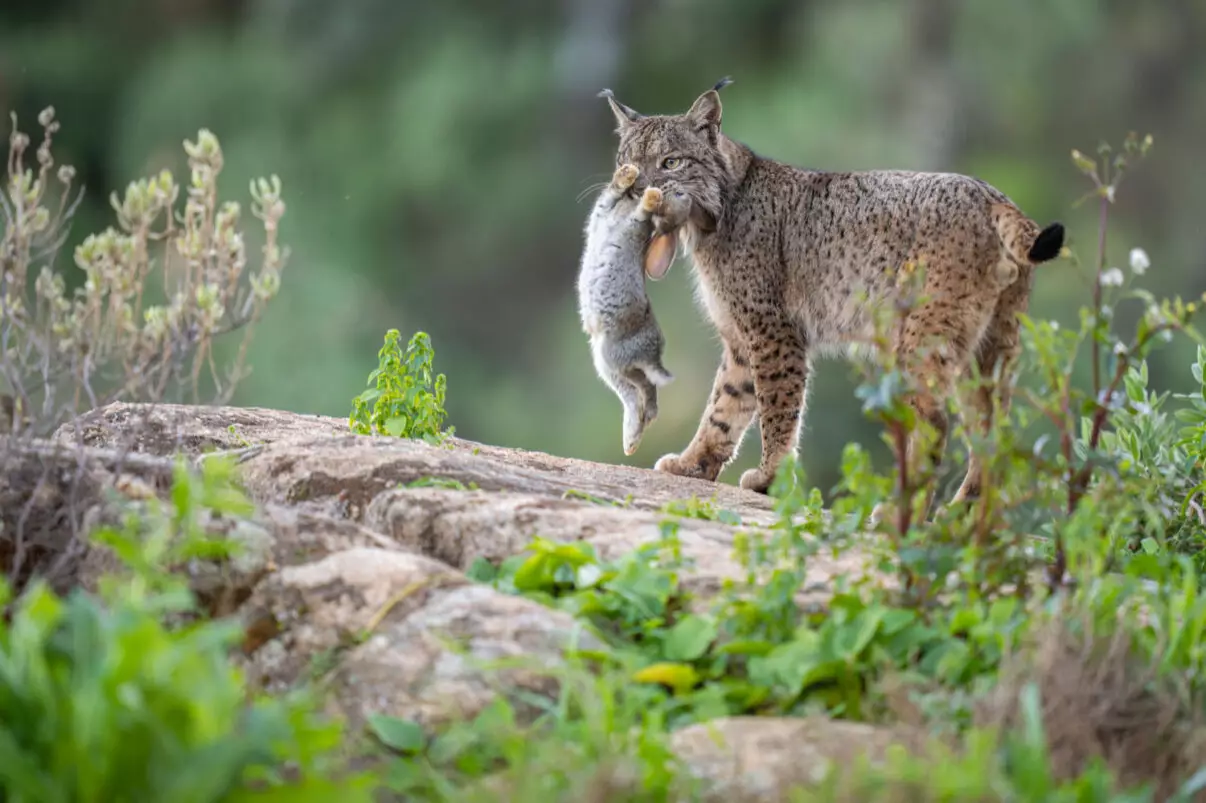 Фотопремія Rewilding Europe Award визначила п&rsquo;ять найкращих знімків дикої природи