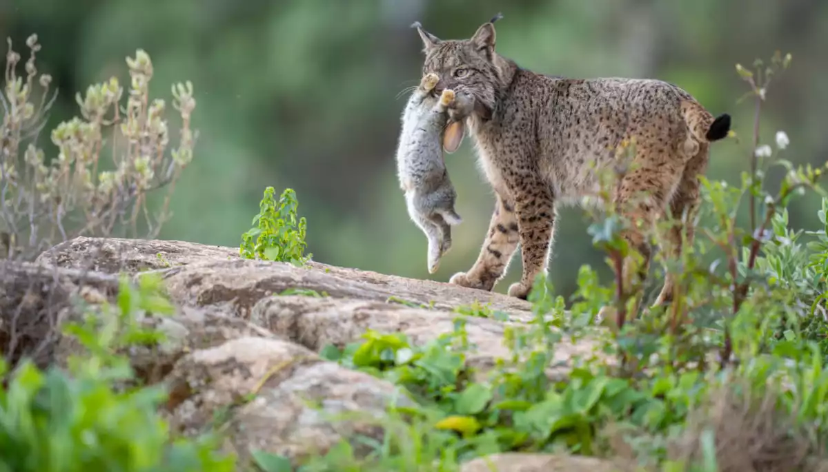 Фотопремія Rewilding Europe Award визначила п&rsquo;ять найкращих знімків дикої природи