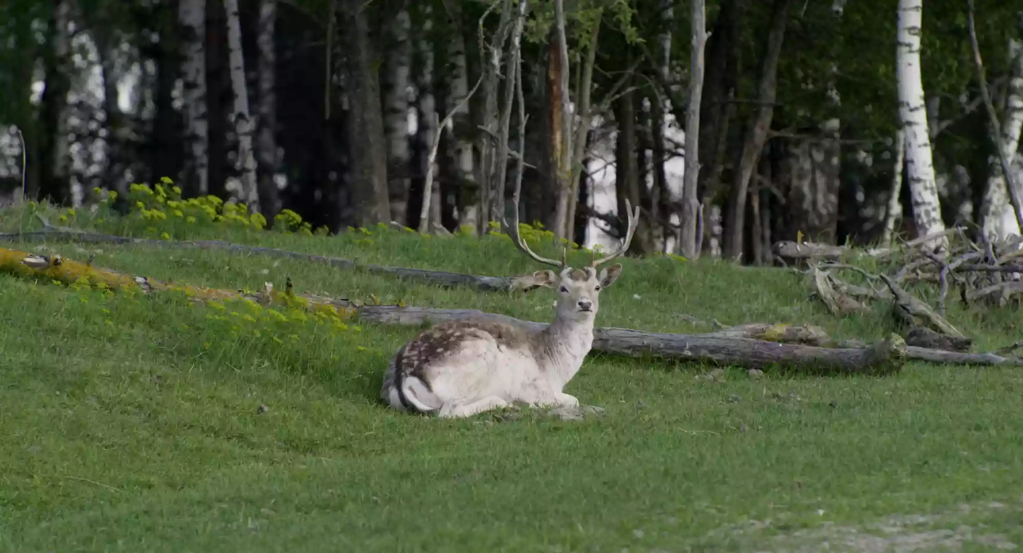 Документальний фільм Дмитра Грешка “Дівія” покажуть на головній кліматичній конференції світу