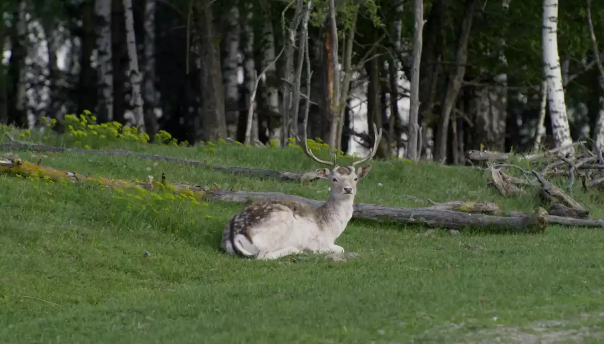 Документальний фільм Дмитра Грешка “Дівія” покажуть на головній кліматичній конференції світу