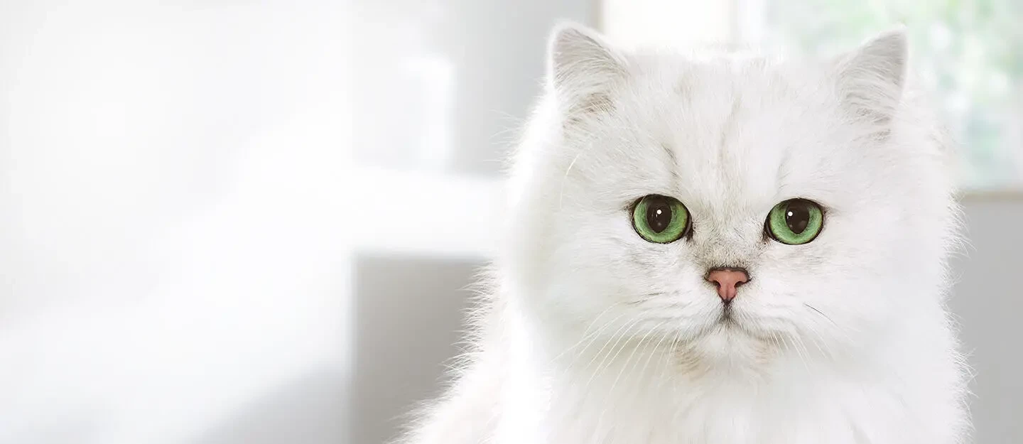 Суперпреміальні корми для вибагливих котів: огляд брендів