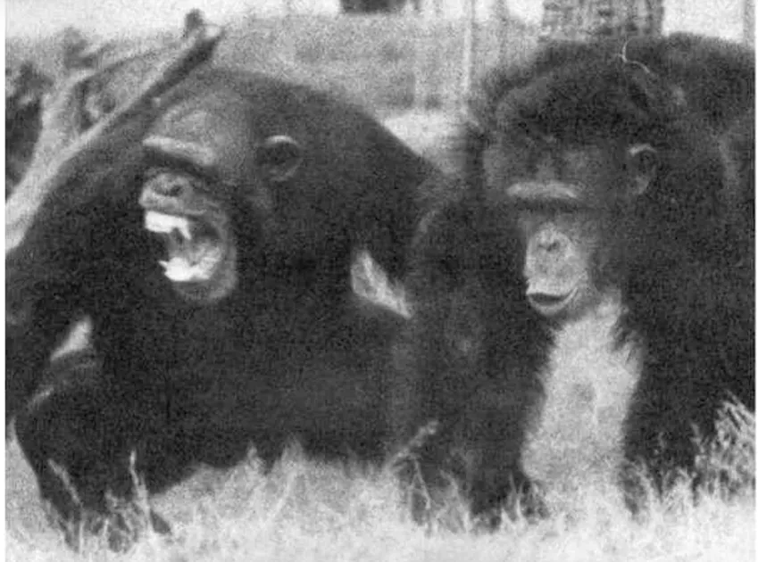 Коли ми лаємося в інтернеті &mdash; ми просто мавпи, які кидаються лайном