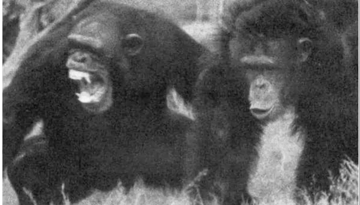 Коли ми лаємося в інтернеті &mdash; ми просто мавпи, які кидаються лайном