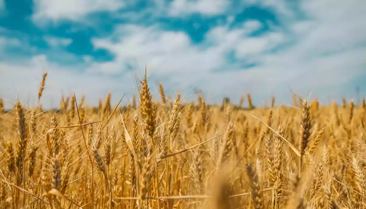 Російські медіа поширюють новий фейк про голод і продуктові талони в Україні